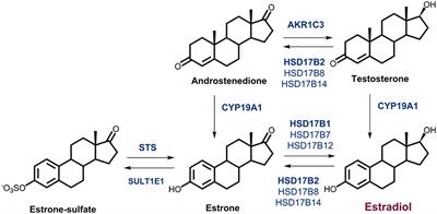 The Significance of the Sulfatase Pathway for Local Estrogen Formation in Endometrial Cancer